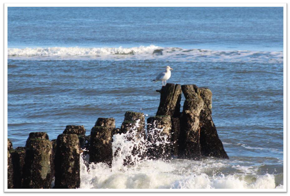 Buyers Long Beach Island NJ Real Estate | LBI Real Estate Market Buyer | Long Beach Island New Jersey